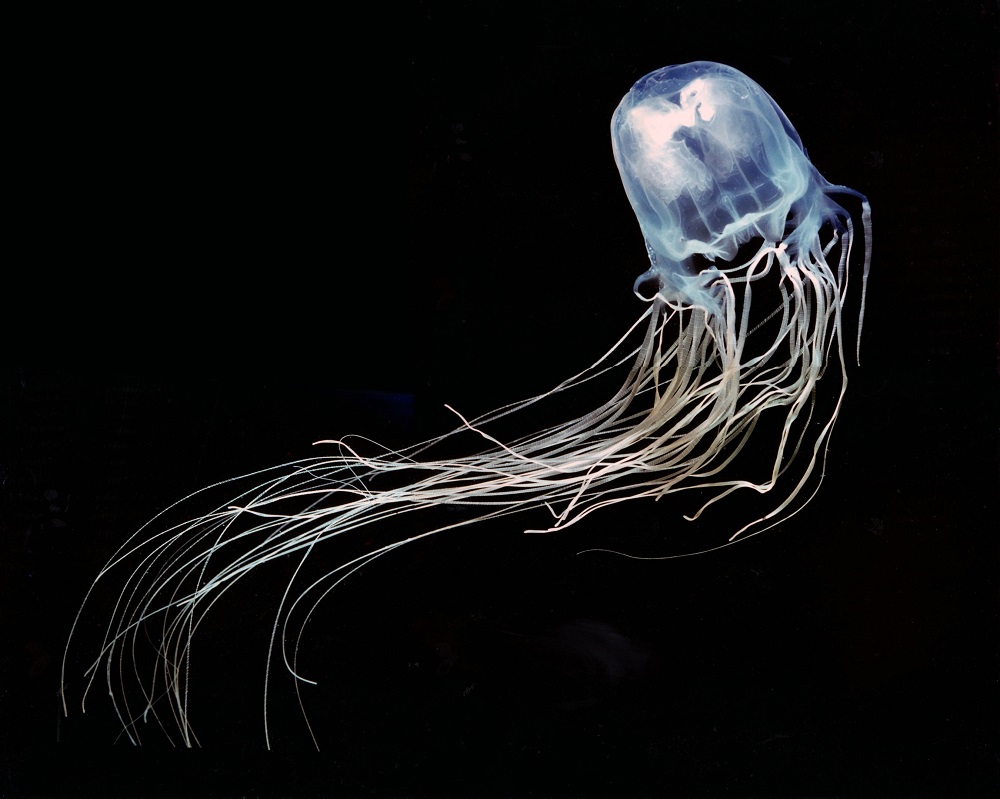 small jellyfish