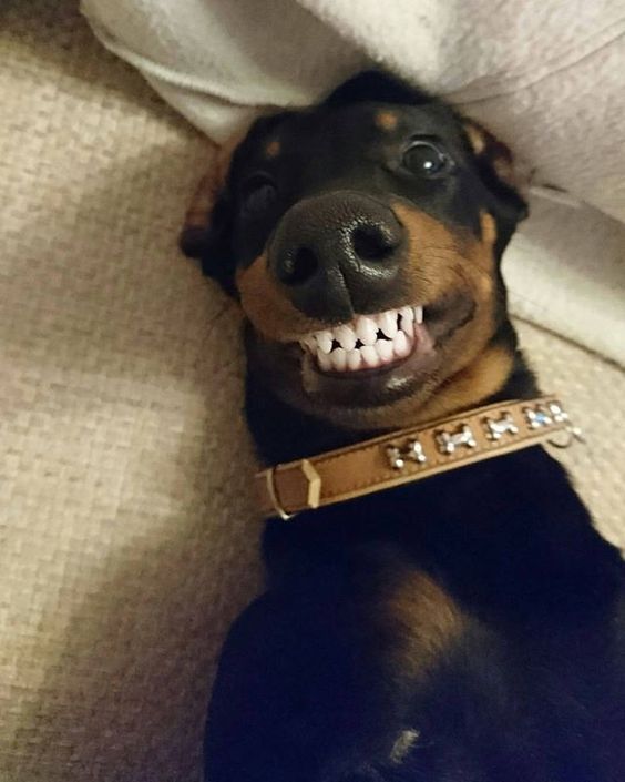 Smile Dog