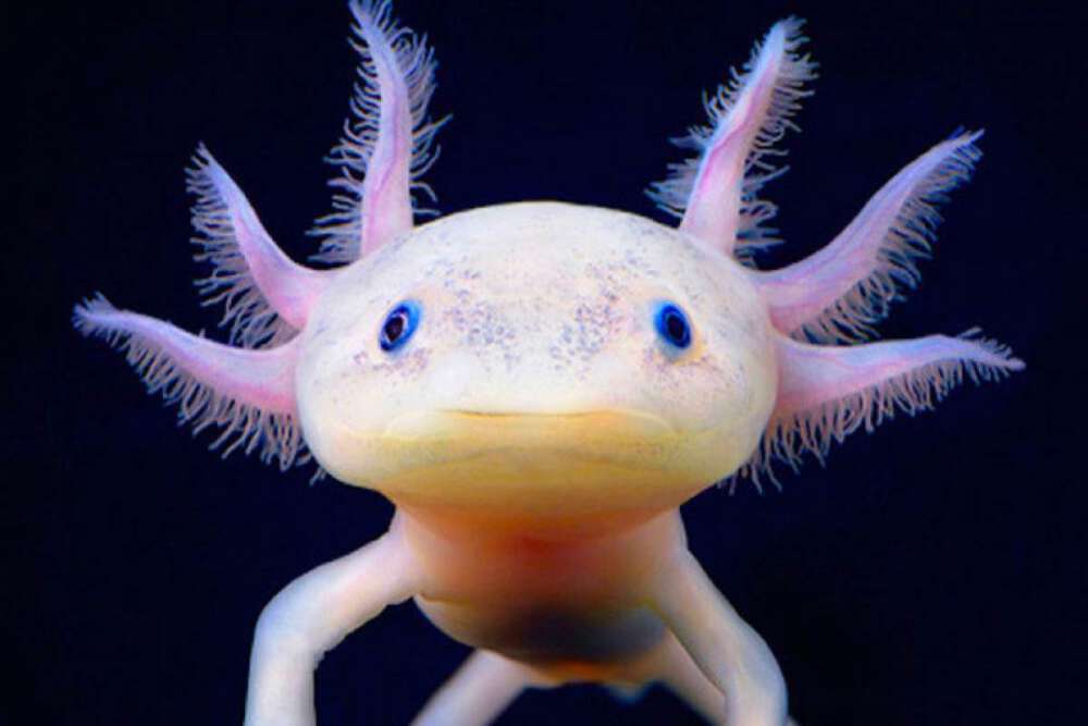 axolotl - rarest animals