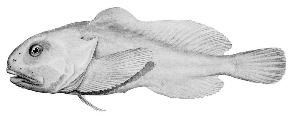 normal blobfish